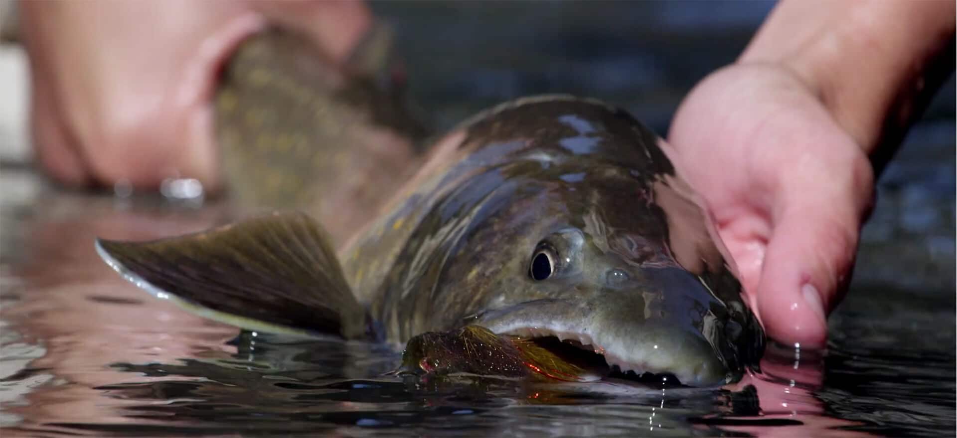 Flythooth Solitude | Westslope Cutthroat Fly Fishing | Fishing BC Stories